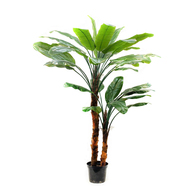 Treez   Sensitive Botanic, 245 , 