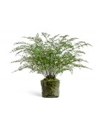 Treez   Sensitive Botanic  , 7890 ,    , , 