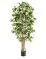 Treez   , 230 