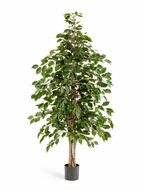 Treez   , 150 
