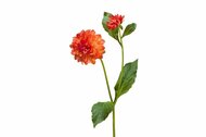 Treez , 48 , 