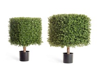 Treez      , 654040 