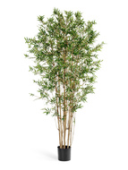 Treez   , 210 