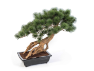 Treez      , 5560 ,   