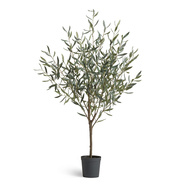 Treez    Prime, 80130 