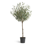 Treez    Prime, 70145 