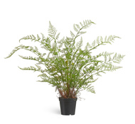 Treez     , 9070 , -