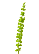 Treez   ( ), 82 