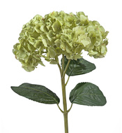 Treez  , 4525 , -