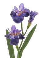 Treez  , 80 , -