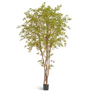Treez    , 330 , 