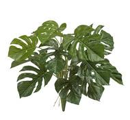 Treez   , 5560 , 15 