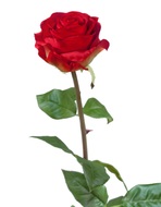 Treez    , 72 ,  710 , 