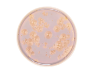 Royal Charm     , 21 , 