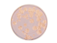 Royal Charm     , 26 , 