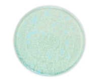 Royal Charm     , 28 , 