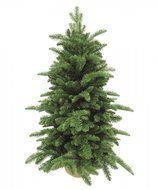 Triumph Tree  , 60 ,  , 