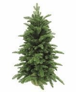 Triumph Tree  , 90 ,  , 