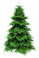 Triumph Tree  , 185 , -
