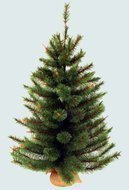 Triumph Tree  , 90 , -,  