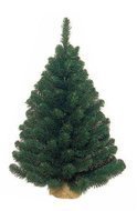Triumph Tree  , 60 ,  , 