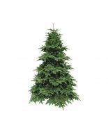 Triumph Tree  , 200 , -