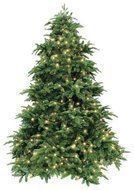 Triumph Tree  , 365 , 1712 , 