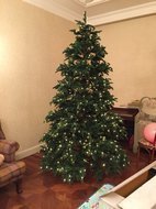 Triumph Tree  , 425 , 2168 , 