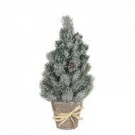 Triumph Tree    , 40 , 